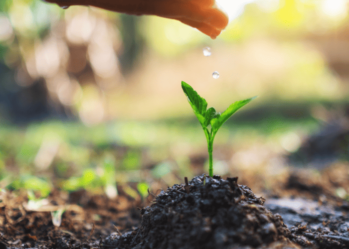 Une jeune plante verte pousse dans le sol tandis qu’une main laisse tomber quelques gouttes d’eau au-dessus, illustrant le cycle naturel de l’eau, la fertilité des sols et une approche écologique durable.