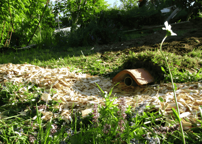 Sortie d’un tuyau partiellement enterré dans le sol, entourée de copeaux de bois et de végétation, illustrant une solution d’assainissement écologique et de traitement naturel des eaux ménagères.